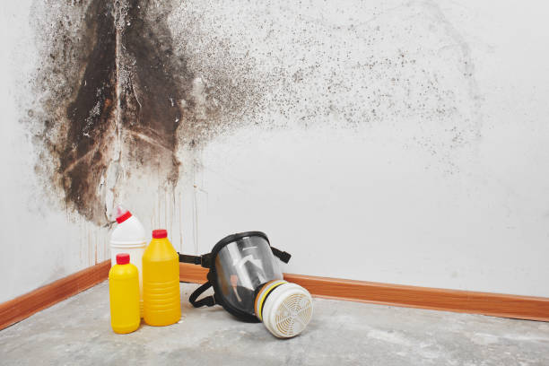  French Mp, CA Mold Removal Pros