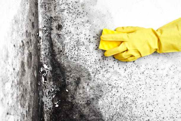 Best Commercial Mold Removal  in French Mp, CA