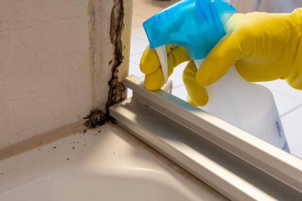 Best Professional Mold Removal  in French Mp, CA