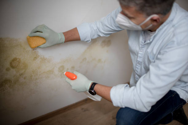 Best Mold Remediation  in French Mp, CA