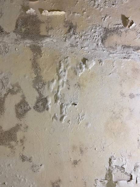 Best Fast Mold Removal  in French Mp, CA