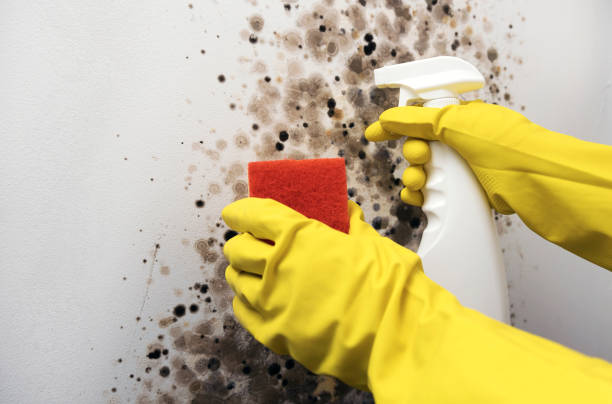 Best Mold Testing  in French Mp, CA