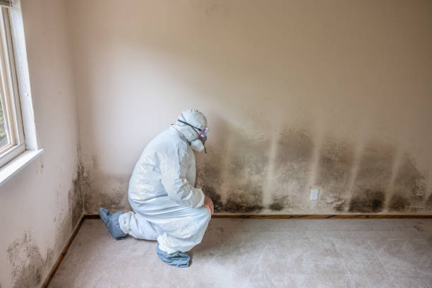 Best Office Mold Removal Services  in French Mp, CA