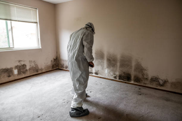 Best Local Mold Removal Service  in French Mp, CA