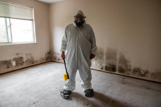 Best Toxic Mold Removal  in French Mp, CA