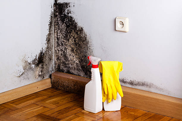 Best Mold Damage Repair  in French Mp, CA