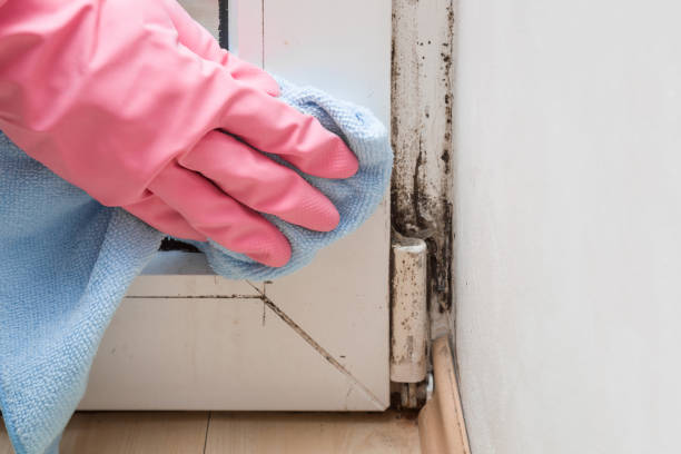 Mold Testing and Removal in French Camp, CA