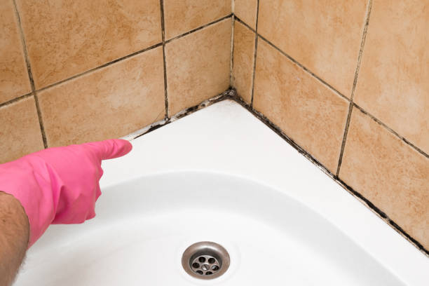 Best Mold Testing and Removal  in French Mp, CA
